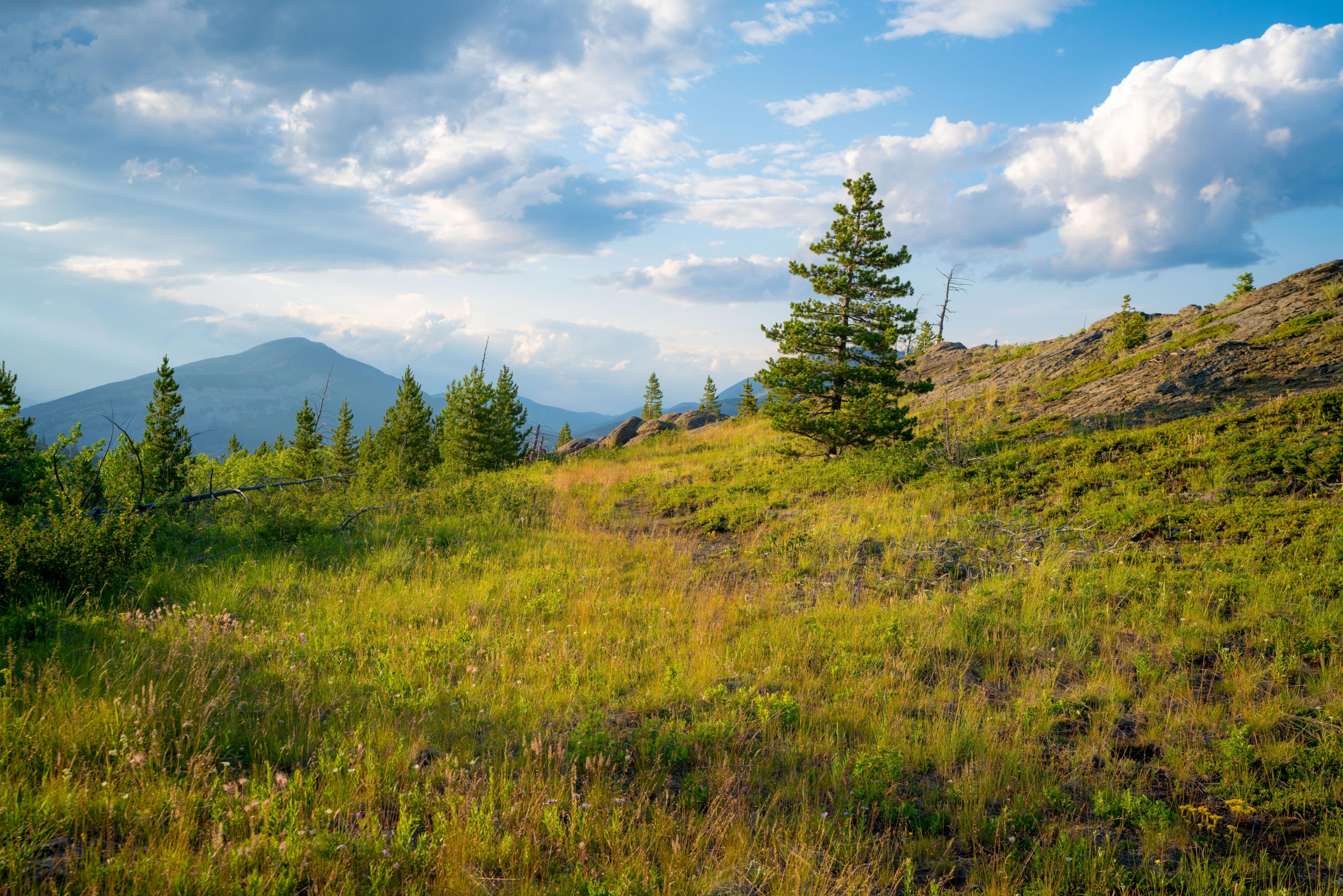 Hillcrest-Land-19.webp Beautiful trees and clearings